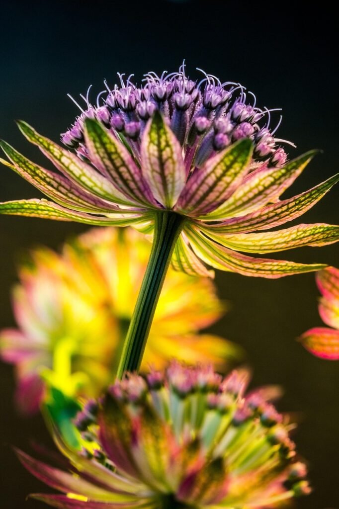 g29f1e8579d78415bd866e0631b41df5852175e6c31c8f9912d7869ebcd3019c51bdbaaa20d7e2c9668ea45d65a4961eaf9e5902741e0c312f9142ccc7240248d_1280-6381854 great masterwort, flower, bloom, blossom, beautiful flowers, flower background, petals, flora, flower wallpaper, flowering plant, nature, close up