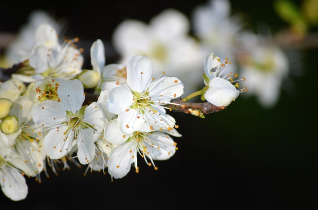 white flowers, flower, fruit tree blooms, spring, nature, beautiful flowers, flora, blooms, spring awakening, beginning of spring, flower background, close up, leaves, blooming branch, dark background, fruit tree blossoming, plum blossom, blossom, blossoms, flowering branch, flower wallpaper, cherry blossom