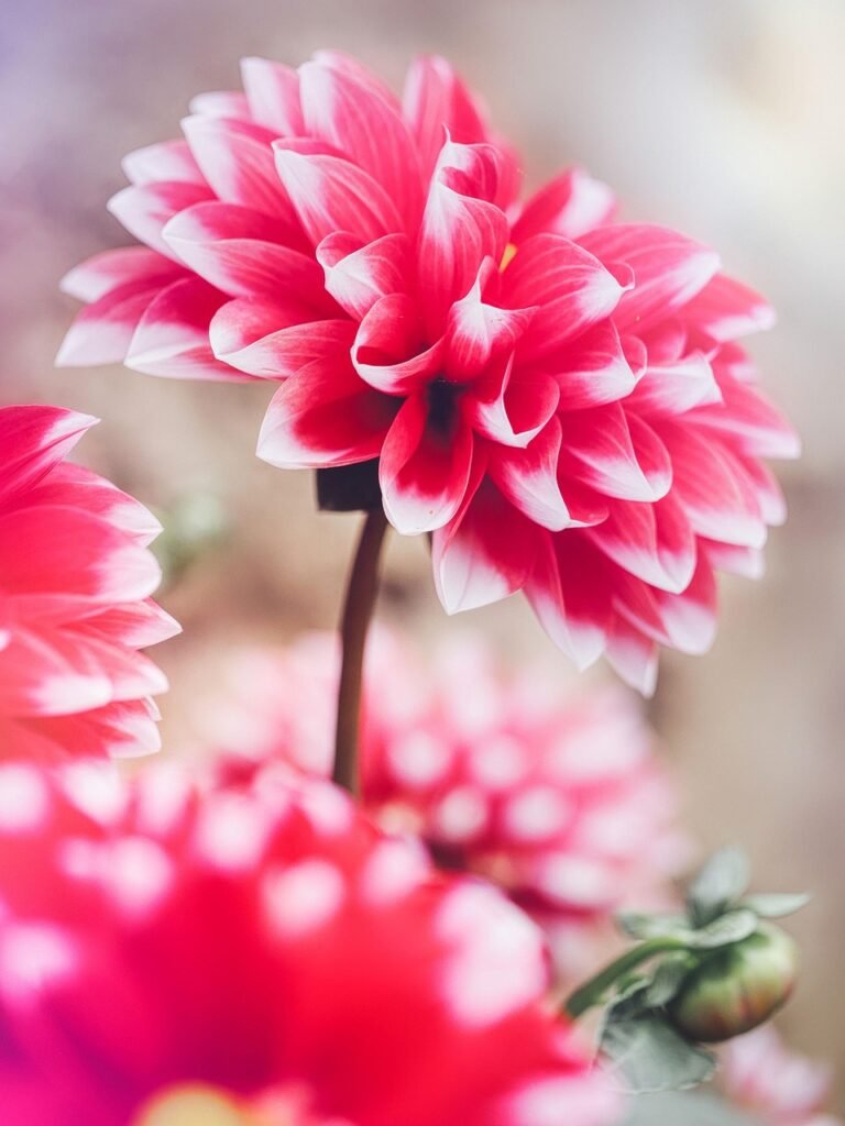 g35975e04d95a726e59a076fec58ac70157ec80306449922769ea7a59bff05dc4bf4b5b37740f205cb2bf8c6b14760bde5fc3e44d04c195557e159ee3fb06b1bd_1280-8096811 flower, nature, bloom, big feathered, flower background, bud, grow, summer, flora, beautiful flowers, decorative, petals, flower wallpaper, blossom, coloured