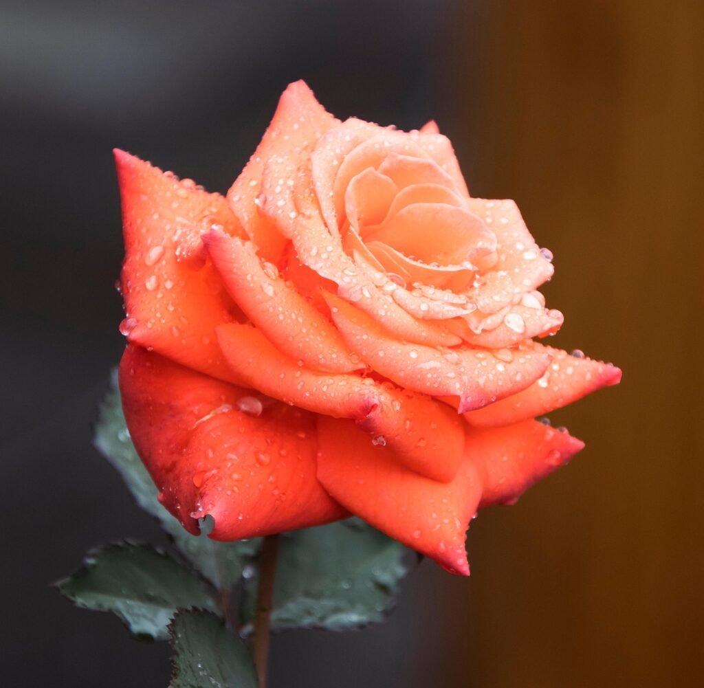 rose, orange rose, flower background, rose flower, orange flower, beautiful flowers, flower wallpaper, flower, bloom, blossom, botany, flora, garden, nature, dewdrops, water drops