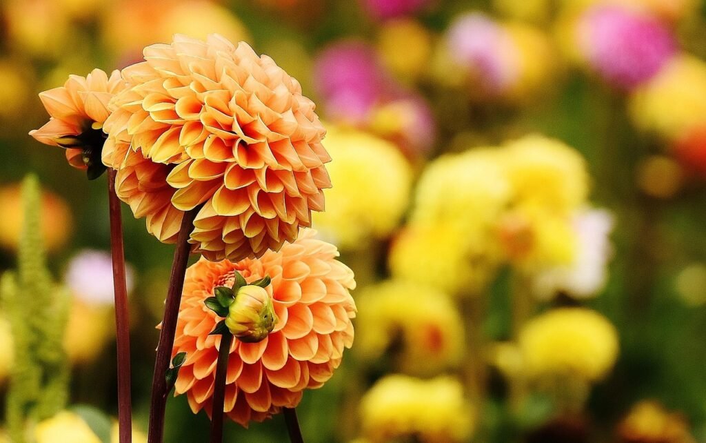 dahlia, flowers, plant, beautiful flowers, petals, flower background, asteraceae, bloom, blossom, flora, ornamental flower, autumn, flower garden, flower wallpaper, dahlia garden, garden, nature, closeup