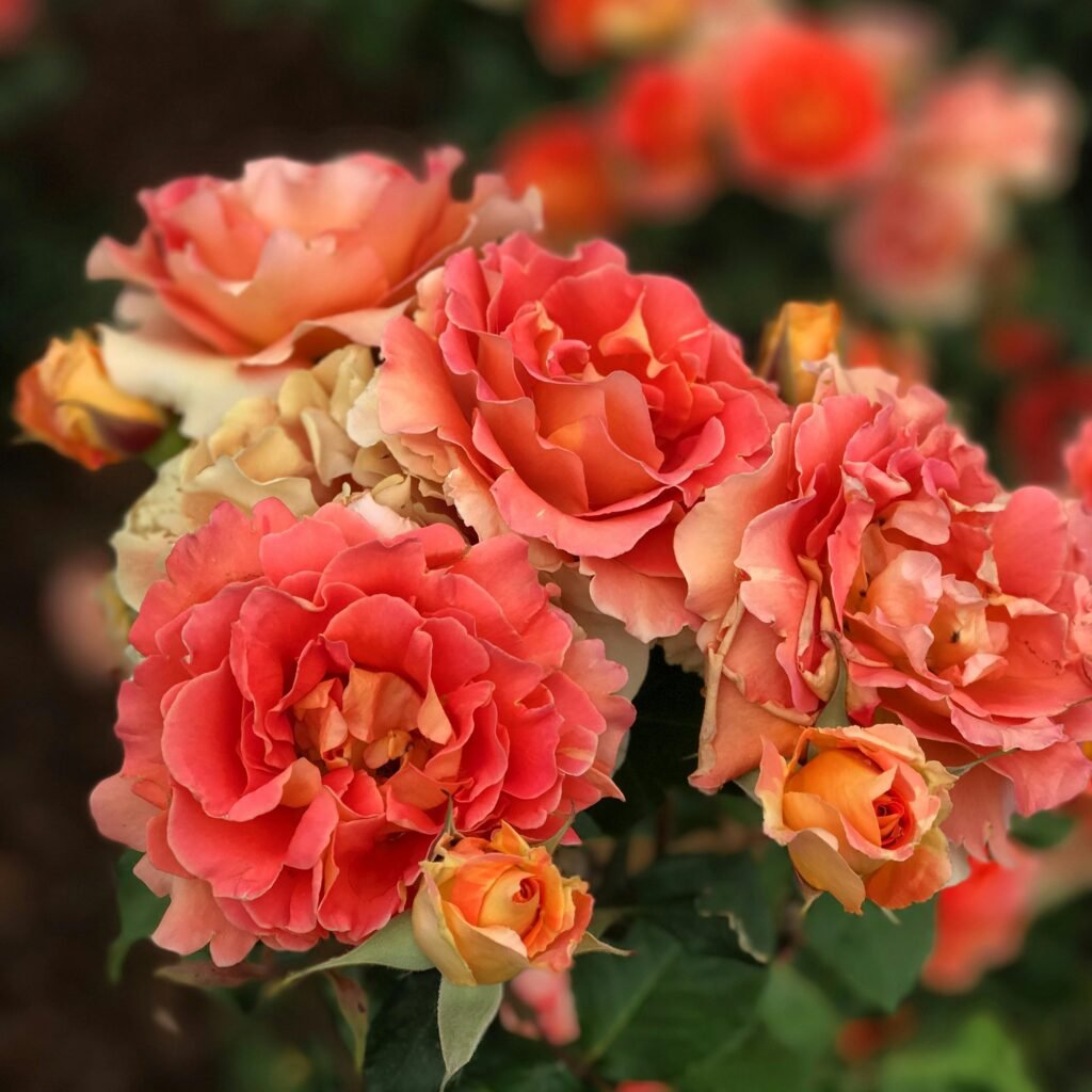 A close-up of beautiful coral roses in bloom with delicate petals and lush leaves.