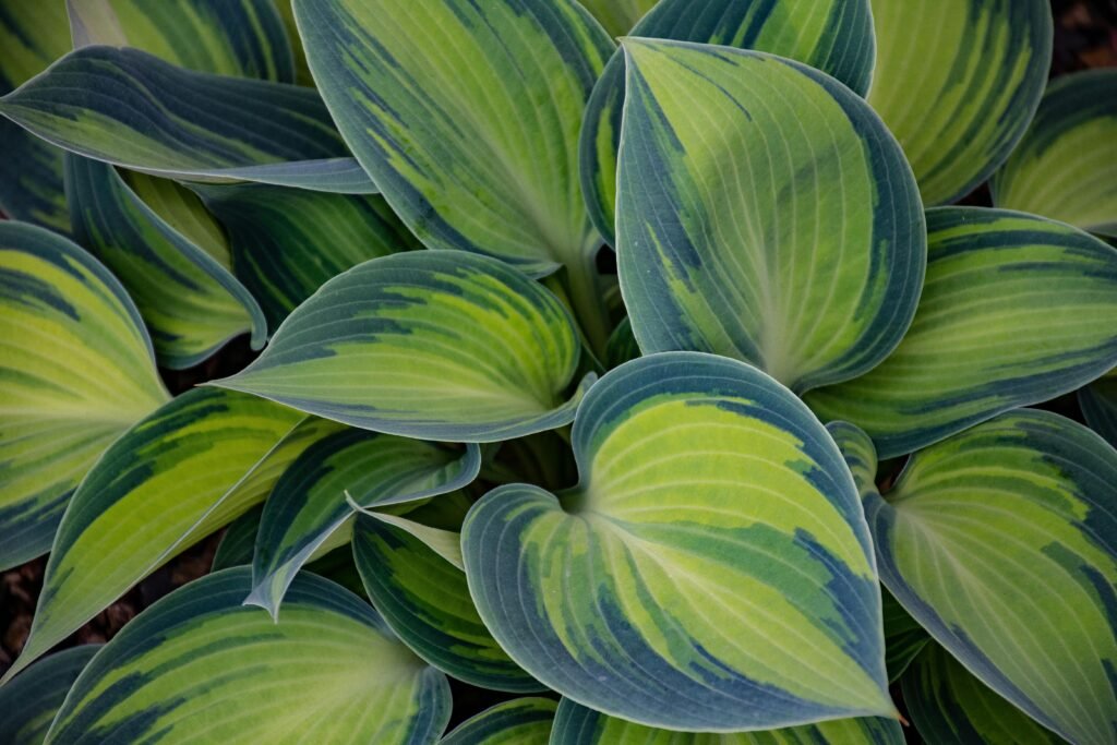 Detailed close-up of vibrant green hosta leaves showcasing natural patterns and freshness.