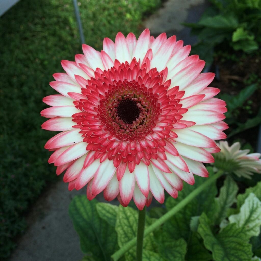Close-up of a blooming Gerbera daisy with pink and white petals in a garden setting.