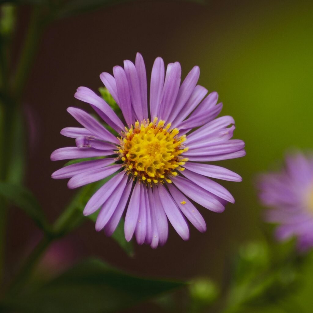 Close-up of a blooming purple aster flower with a vibrant yellow center, showcasing delicate petals and rich color.