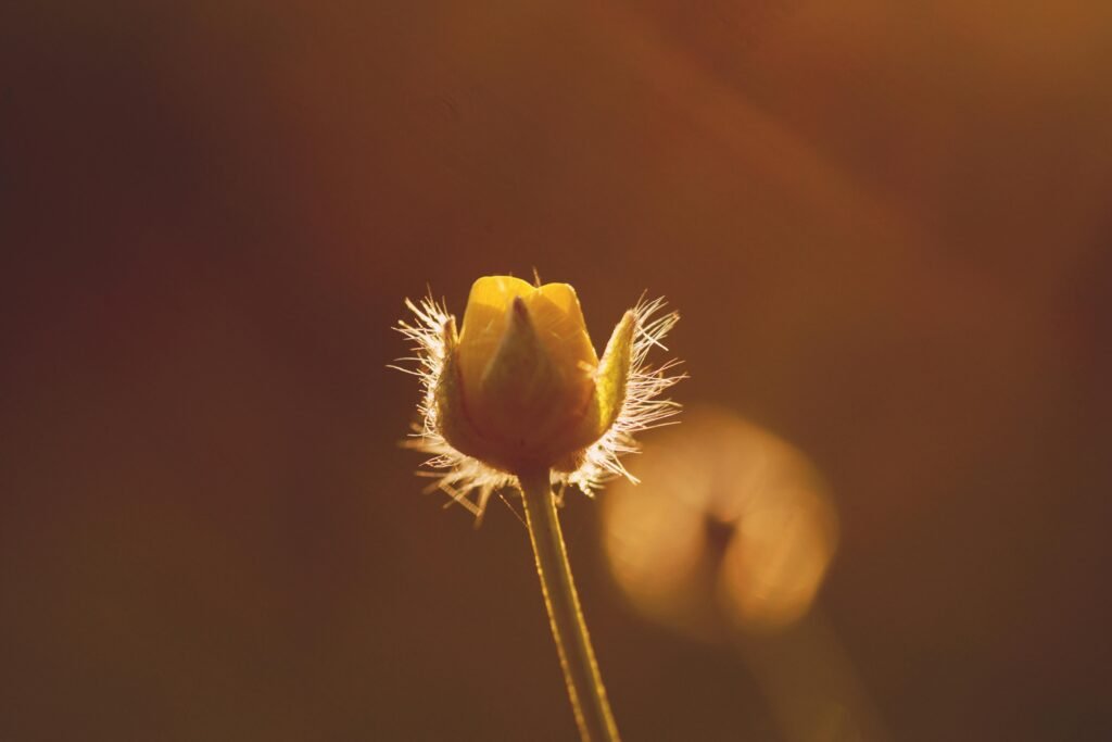 A delicate yellow flower backlit by soft sunlight in a macro close-up, showcasing nature's beauty.