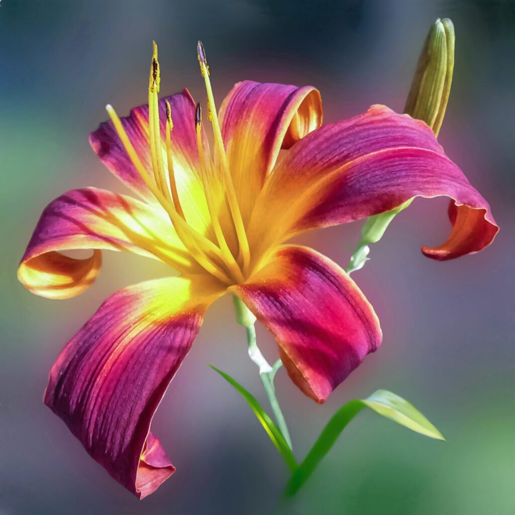 A vivid close-up of a blooming daylily showcasing vibrant colors and intricate petal details.